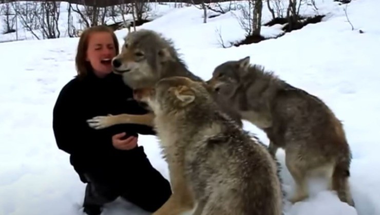 L'incontro tra 4 lupi e la sua padrona