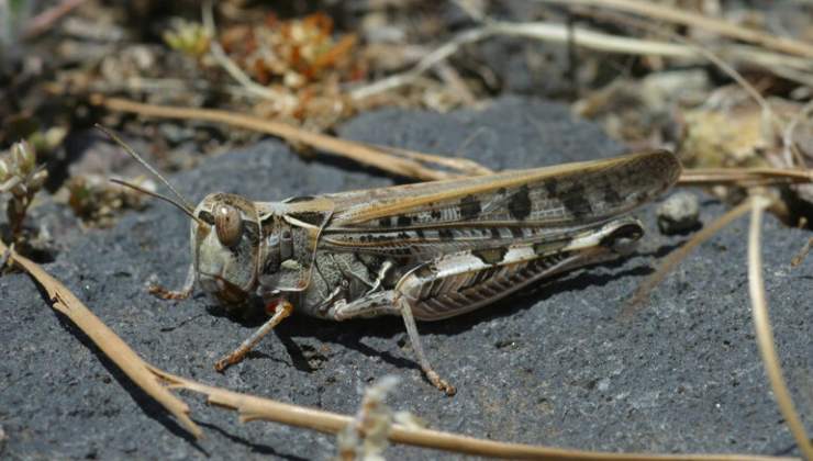 Locusta, insetto 