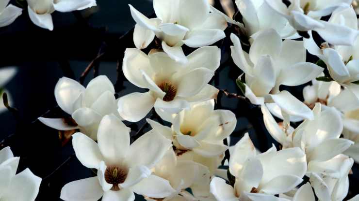 magnolia bianca