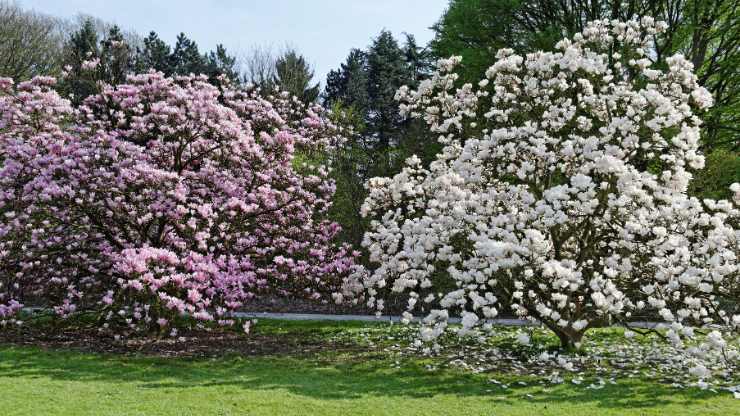magnolie in fiore