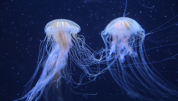 La specie marina più pericolosa da incontrare in acqua