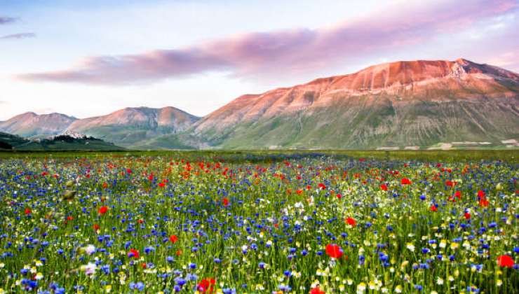 Parco dei Monti Sibillini: fioritura