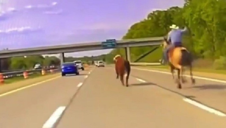 Un allevatore cerca di catturare la sua mucca in autostrada