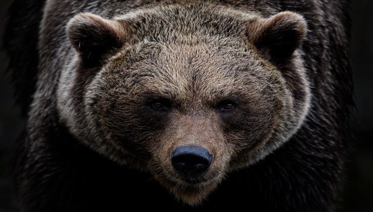 Un uomo fa un incontro inaspettato vicino le montagne