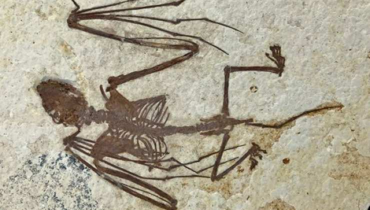 Fossile antico di pipistrello