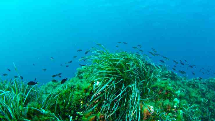 posidonia-oceanica