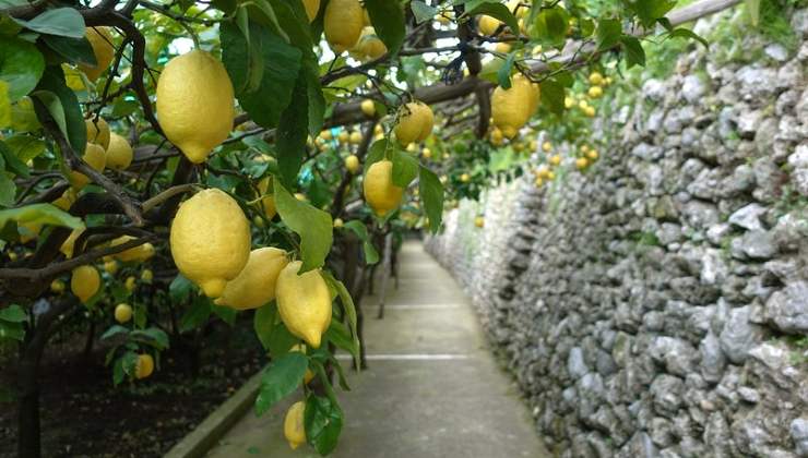 Sentiero dei limoni 