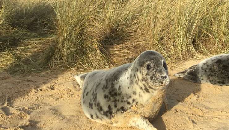 Le spiagge del Norfolk piene di foche