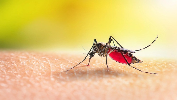 Invasione di zanzare in Italia: ecco dove
