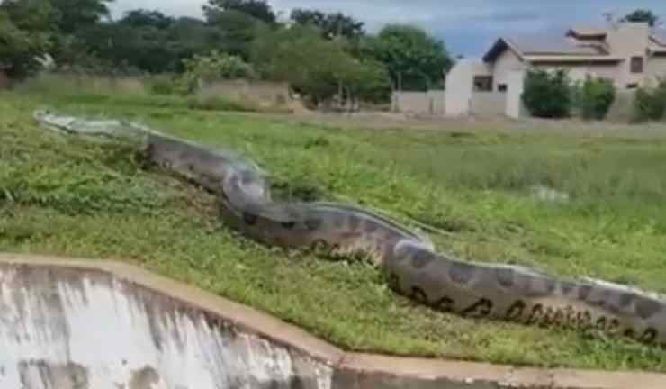 Anaconda gigante avvistata