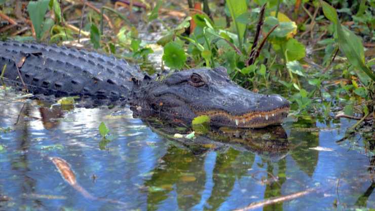 Attacco di alligatore in Florida