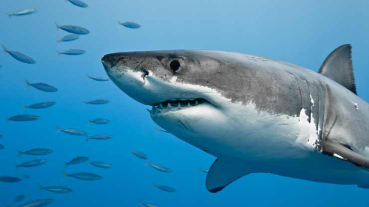 Avvistamenti di squali in Italia