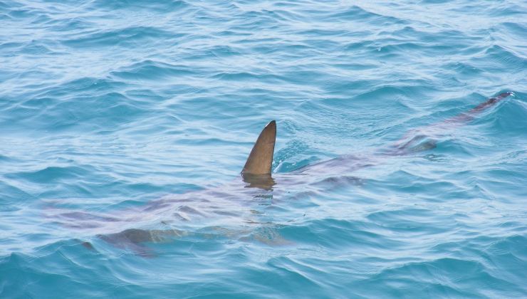 Avvistato uno squalo in Sicilia