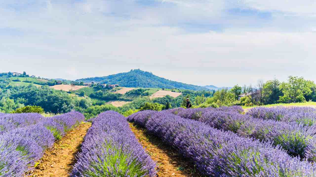 Campo di lavanda di Godiasco