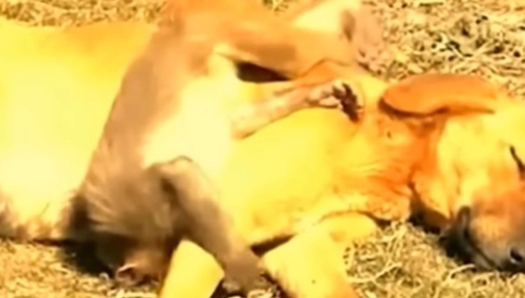 Um cachorro com um macaquinho