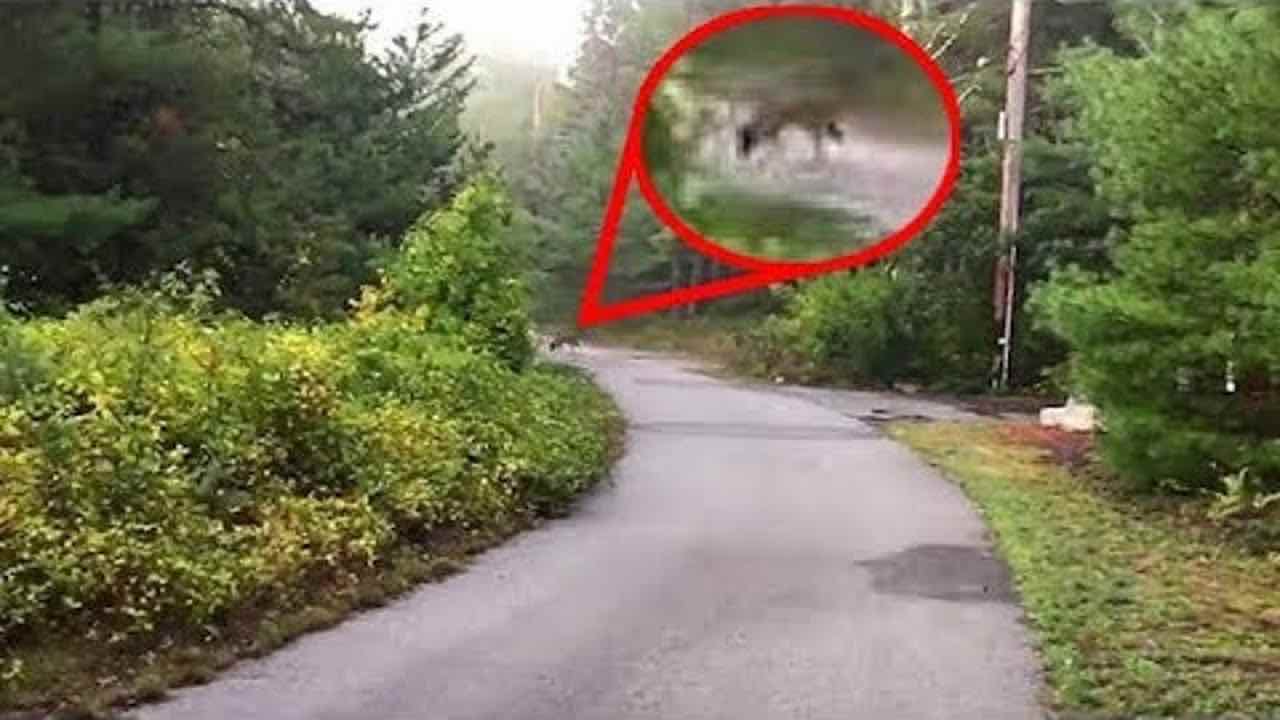 Cane scappa nella foresta