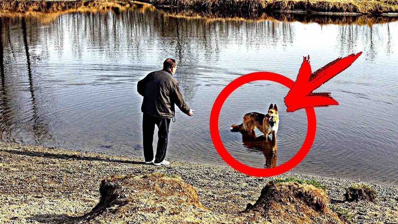 Cane tira il padrone nel lago