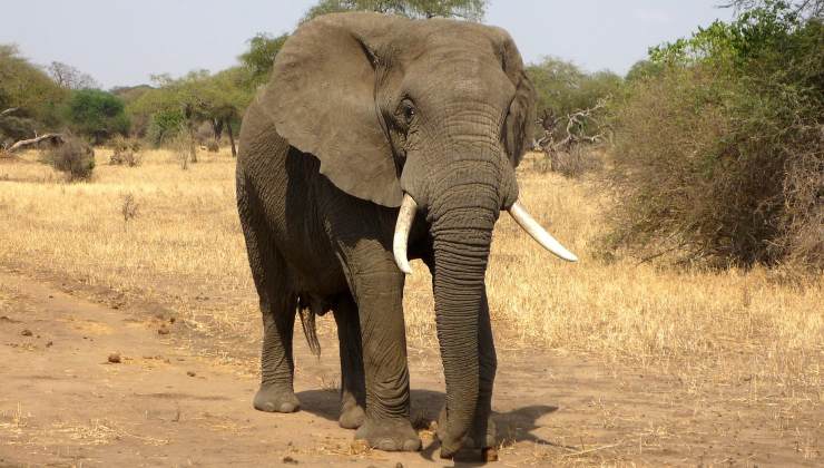 Elefante avvistato in strada