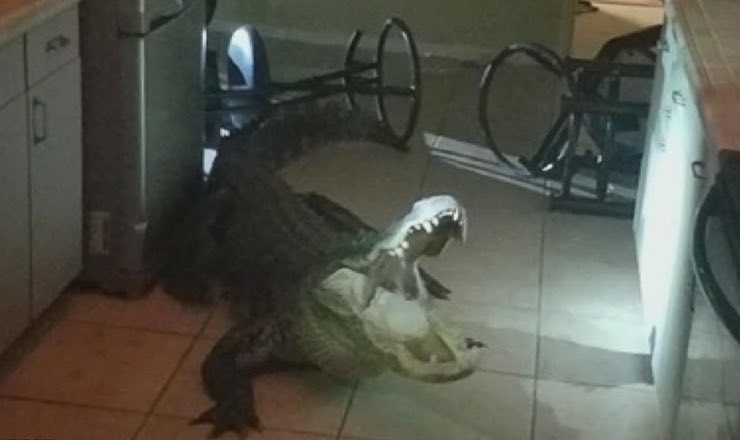 Coccodrillo in cucina
