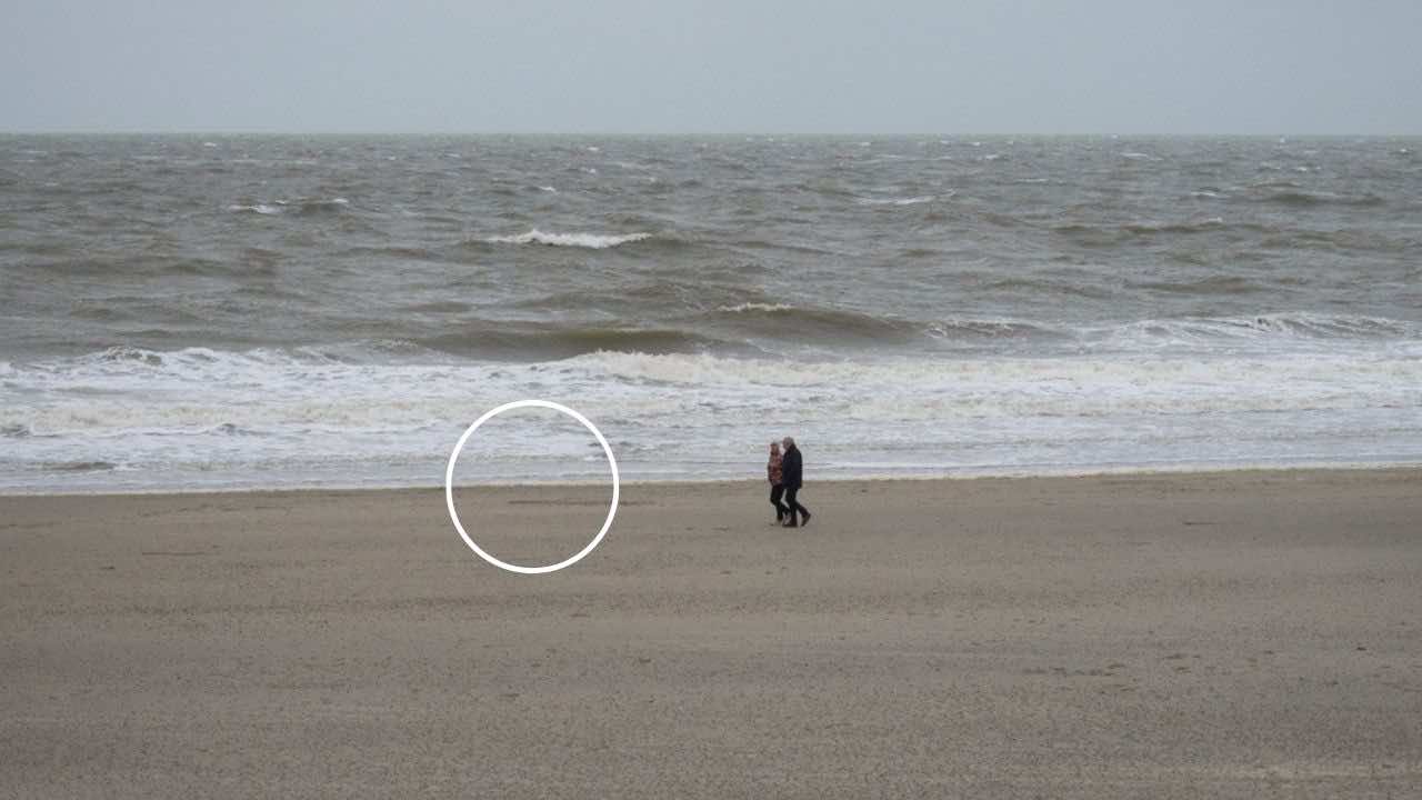 Photo of While walking on the beach, the couple find something strange: they call the experts