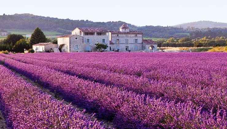 ammirare la lavanda in Italia