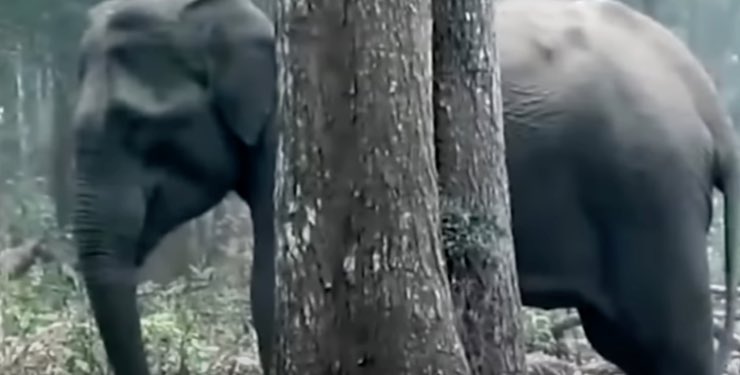 Elefante che ha mangiato il carbone