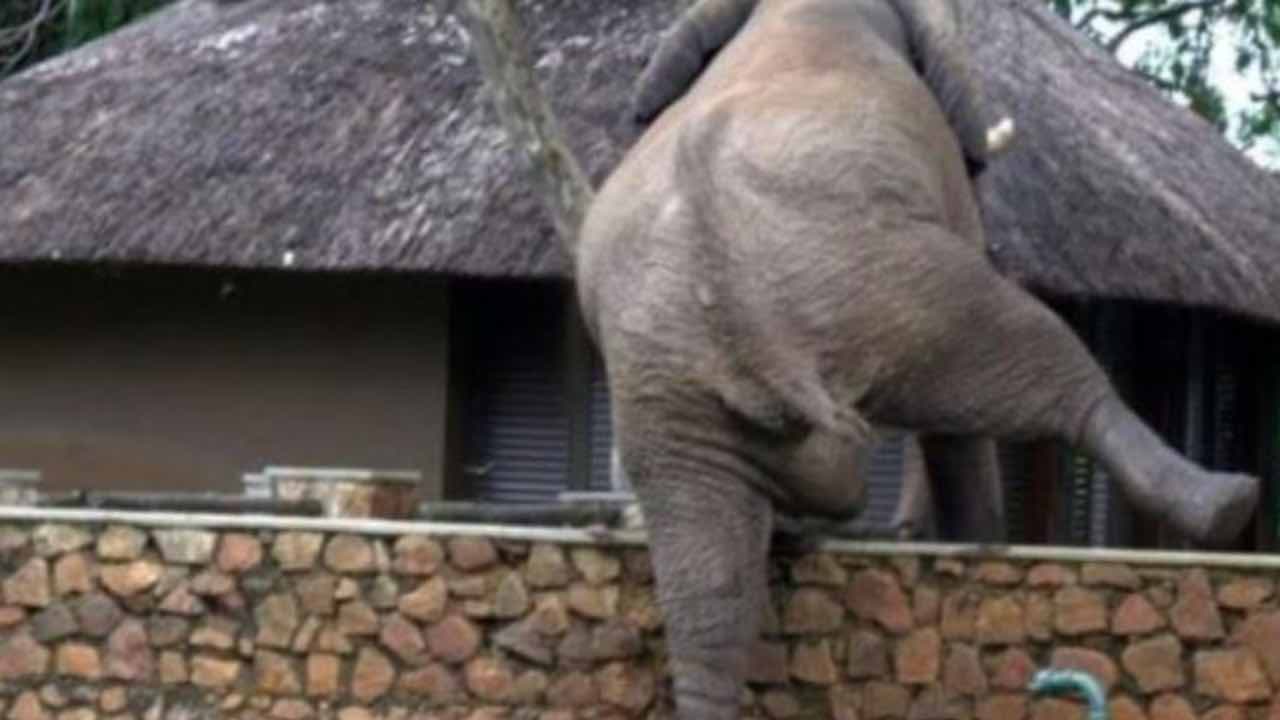 Elefante che si arrampica