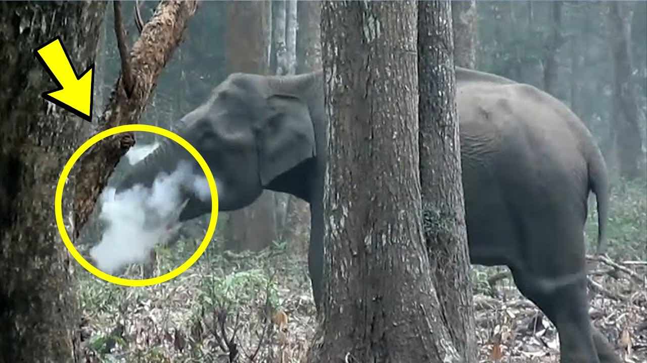 Photo of They notice that the elephant suddenly starts smoking, and the reason is amazing