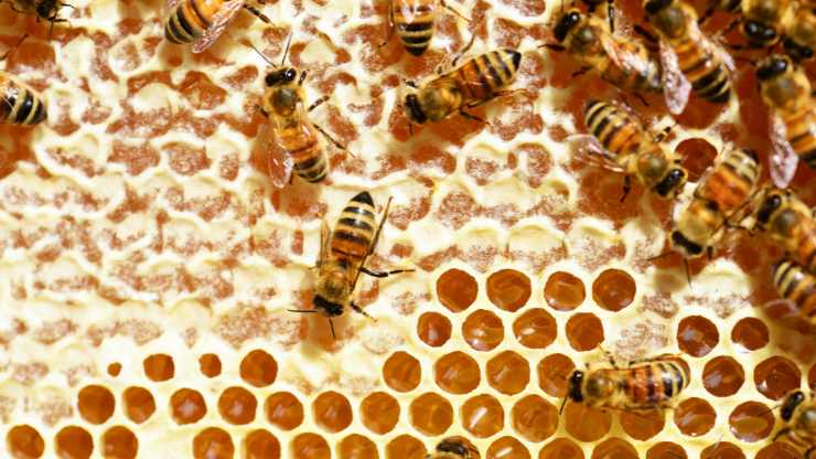 Assaggia del miele dal Favo con le api