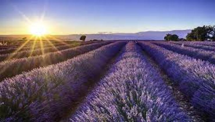 Campi di lavanda di Godiasco