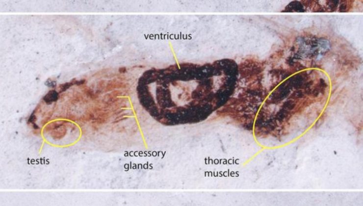 Fossile di Katydidi