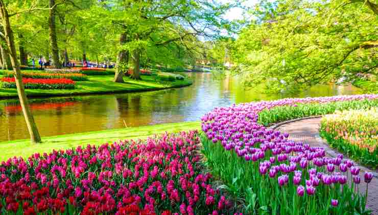 Keukenhof Gardens nei Paesi Bassi