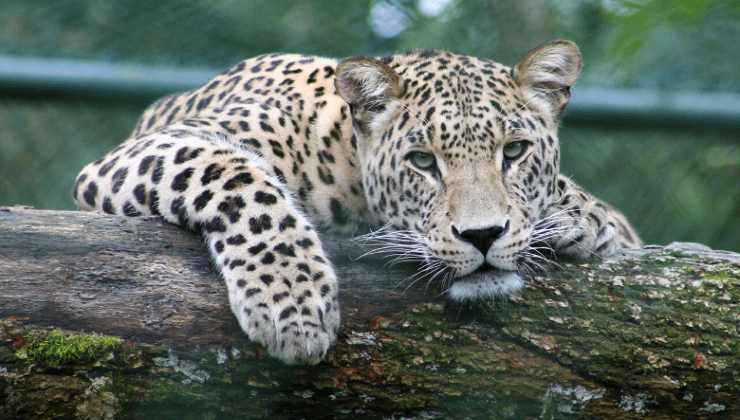 Leopardo dell'Anatolia