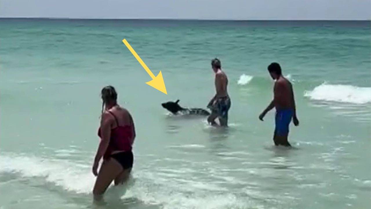 Mientras están en la playa, los dos increíbles nadadores se unen a un invitado inesperado.