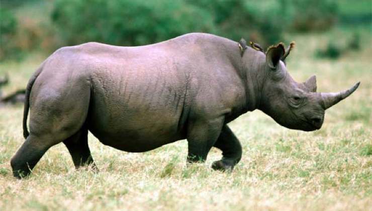 Perché i rinoceronti sono in via d'estinzione