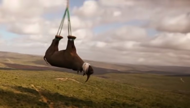 Perché i rinoceronti sono trasportati a testa in giù 