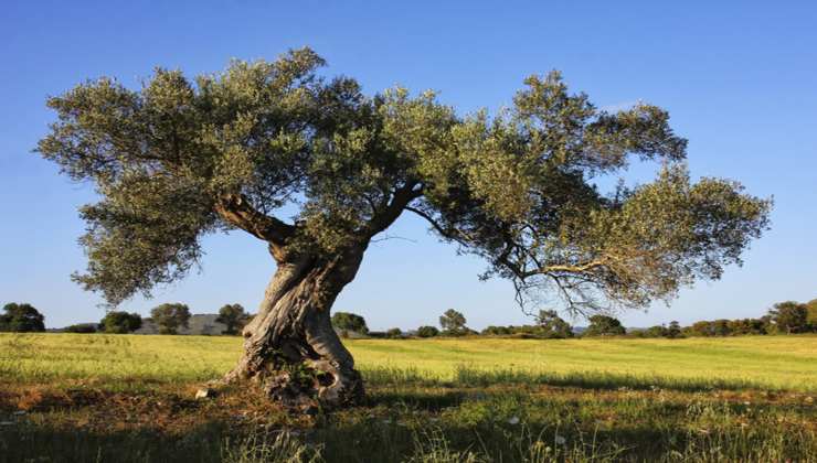 Itinerario dei Giganti in Puglia