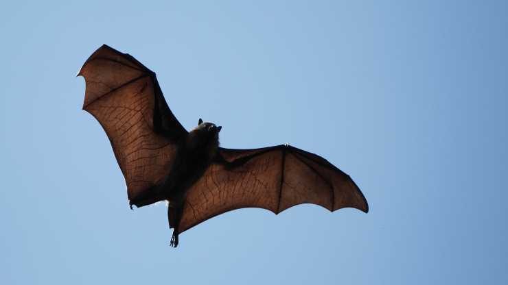 Pipistrello scoperto in India
