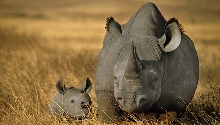 Rinoceronte nero, la specie a rischio d'estinzione