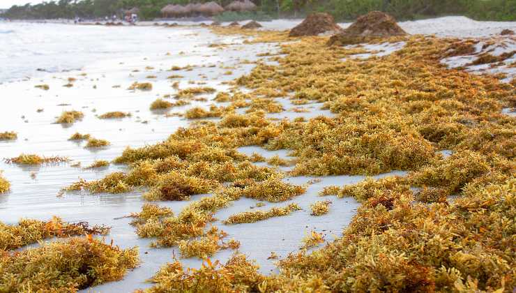 Tourists and citizens were worried when they saw her again after two years on the beaches