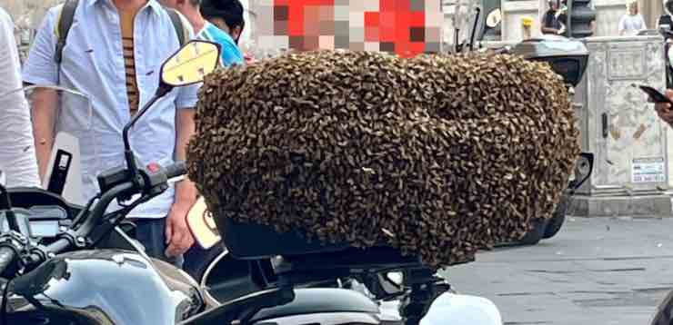 Sciame di api sul bauletto