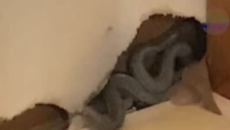 Serpientes en la pared de la cocina
