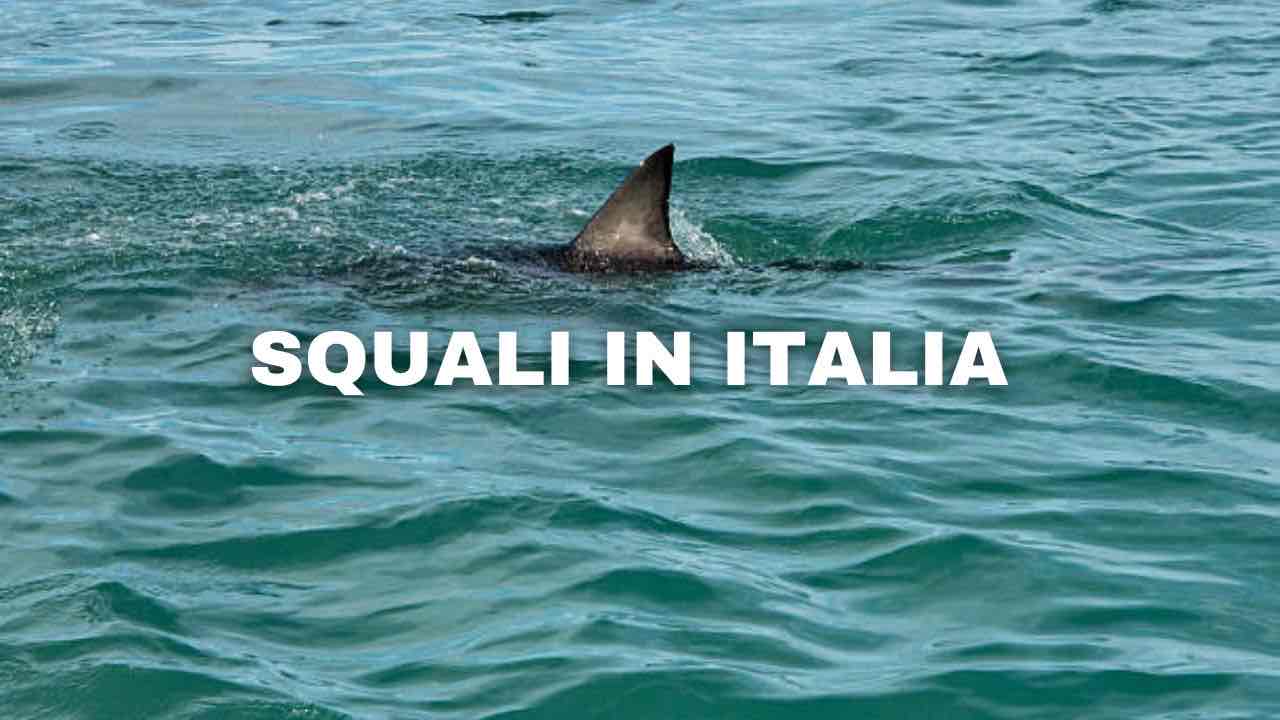 Squali in Italia
