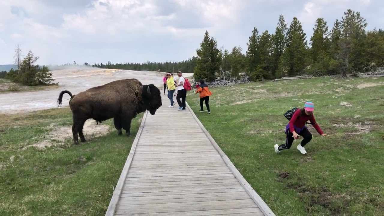 Turisti si avvicinano al bisonte