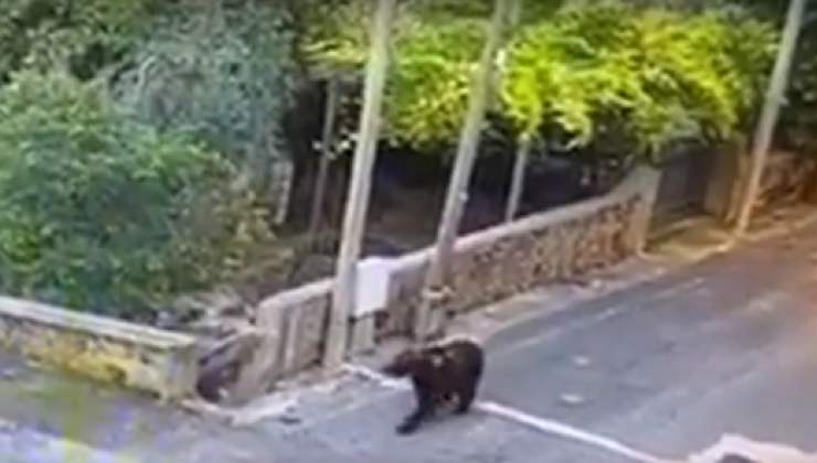 Un orso in giro in questa zona d'Italia, valle di Comino