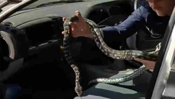Un serpente nel cruscotto dell'auto