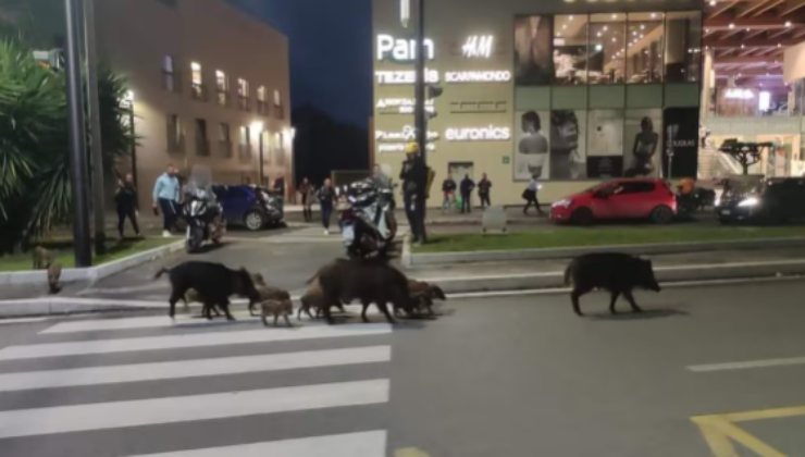 Sono stati avvistati mentre passeggiavano in questa città d'Italia