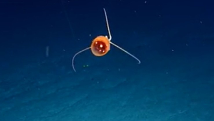Una strana creatura è apparsa nelle profondità del mare