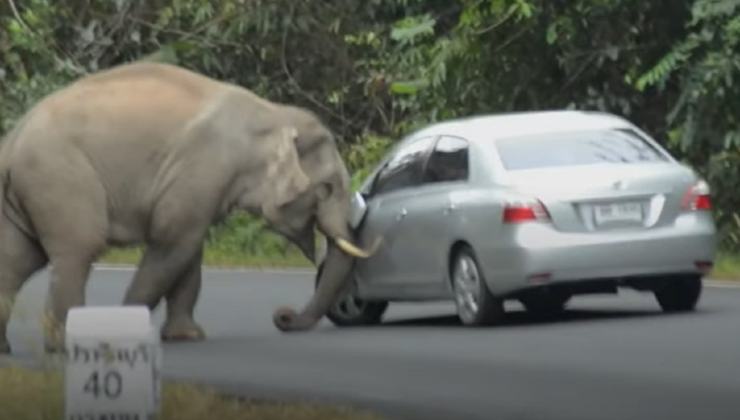 Un elefante nel traffico 