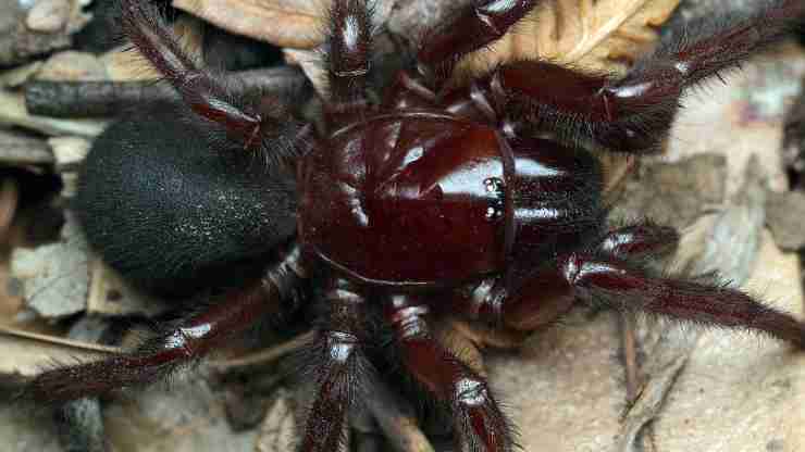 Spider funnel